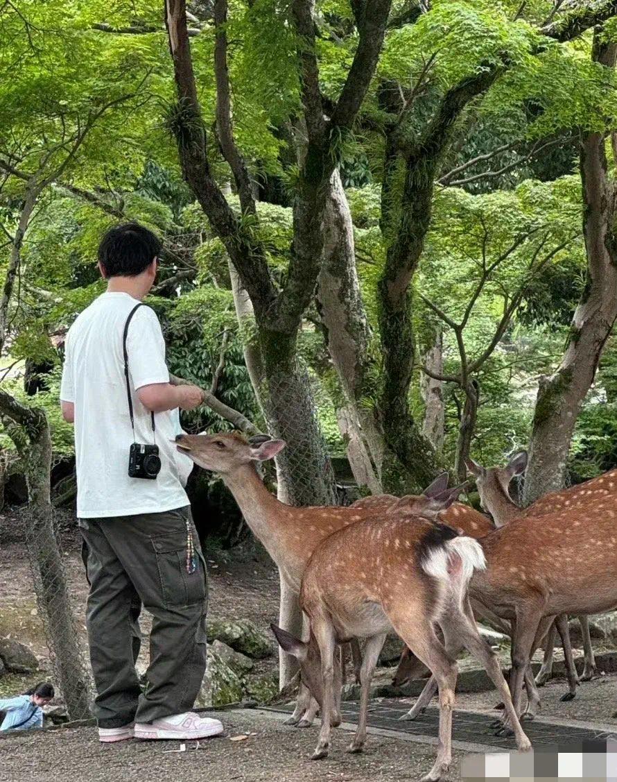 王校长日本喂鹿，颜值不够P图来凑