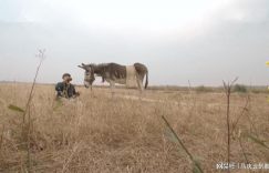 《故乡的泥土》全集在线免费观看【1080p高清】百度云网盘资源下载阿里云盘资源下载缩略图